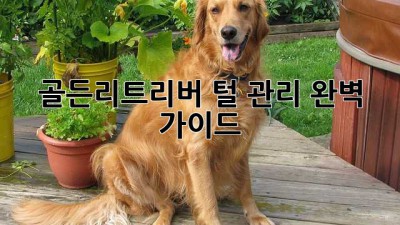 골든리트리버 털 관리 완벽 가이드